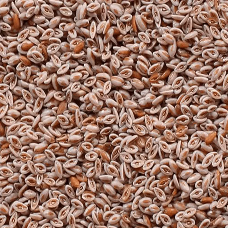 Plantago Ovata psyllium seeds